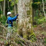 Jurusan Kehutanan Kerja Apa? Peluang & Prospeknya